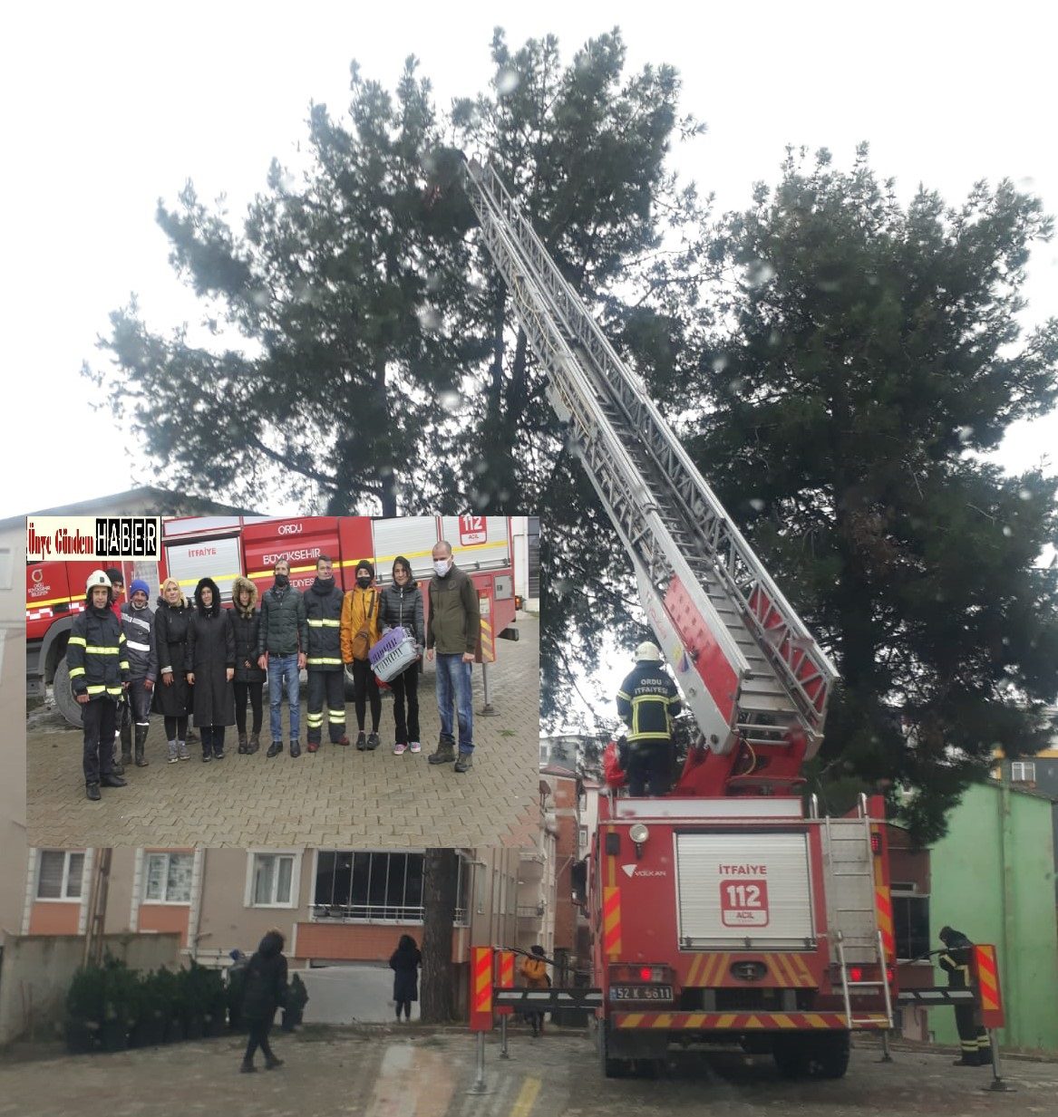 Ordu'nun Ünye  ilçesi Atatürk mahallesinde 15 metre yüksekliğindeki ağaçta