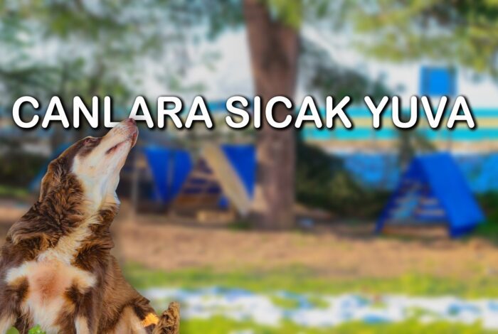 ÜNYE BELEDİYESİ'NDEN CANLARA SICAK YUVA canlar ub2