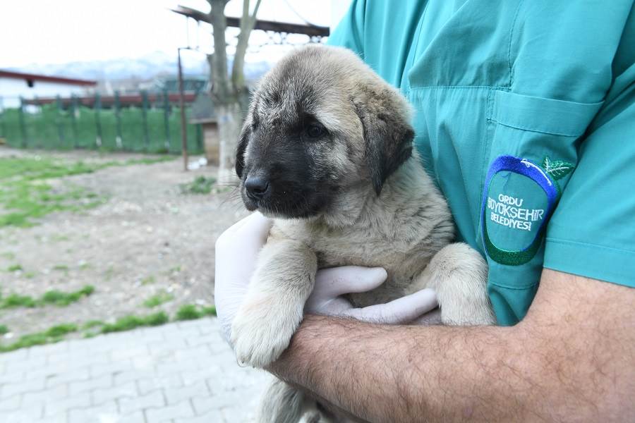 ÜNYE’DE KISIRLAŞTIRMA MERKEZİ KURULDU kisir1