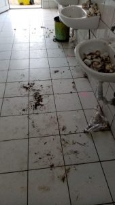 Fatsa Belediyesi balıkhane yanındaki lavabolara sorumsuz vatandaşlarca atılan çöplerin fotoğrafını