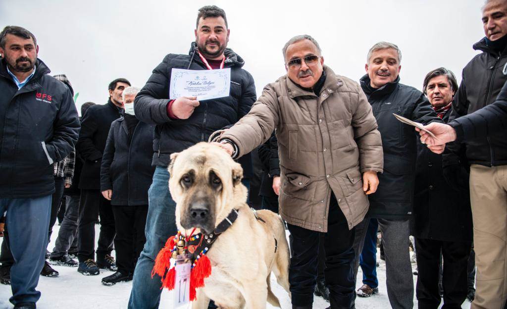 ÇOBAN VE AV KÖPEKLERİ “EN GÜZEL” OLMAK İÇİN YARIŞTI YAYLA 1