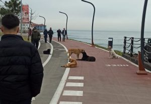 Çevre, Şehircilik ve İklim Değişikliği Bakanlığı, sahipsiz ve tehlike arz