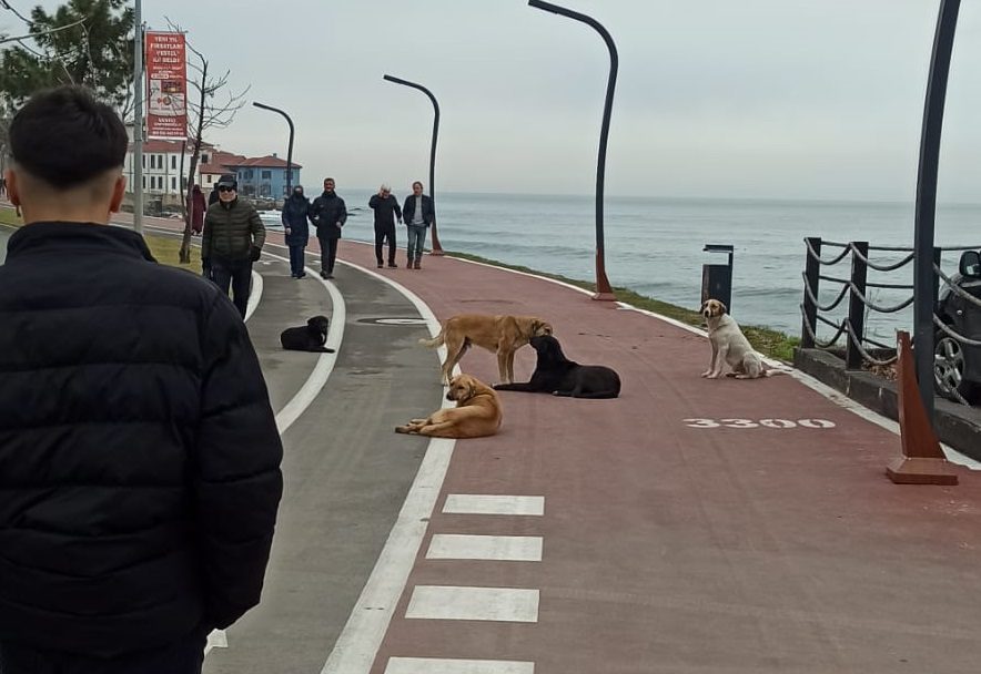 ORDU'DA GENELGEYE UYULUYOR MU ? hayv