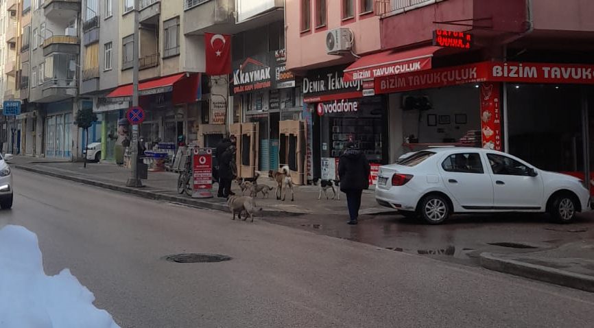 ORDU'DA GENELGEYE UYULUYOR MU ? hayvan
