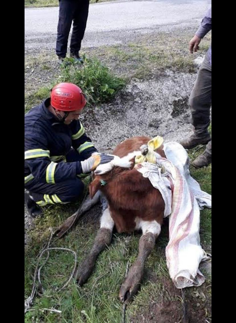 Ordu’nun Kumru ilçesinde dereye düşen inek Belediye ekipleri tarafından kurtarıldı.