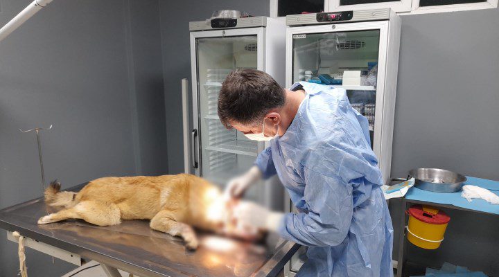 Ordu’da Yaralanan Köpek Tedavi Altına Alındı kopek