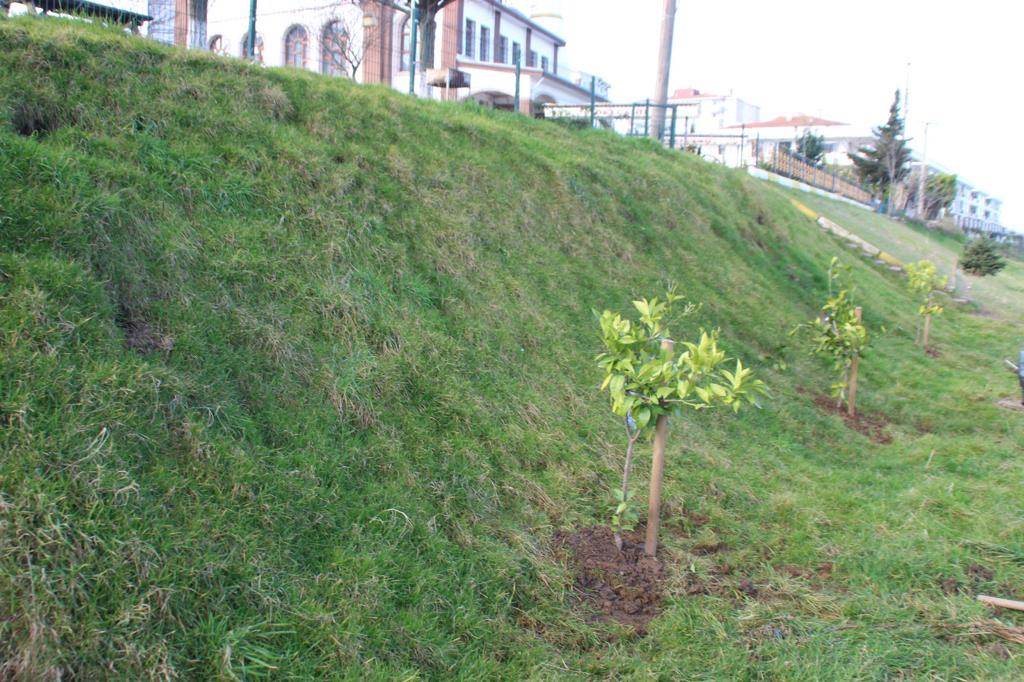 Ordu'nun Parkları Narenciye Bahçesine Dönüşüyor yesil1