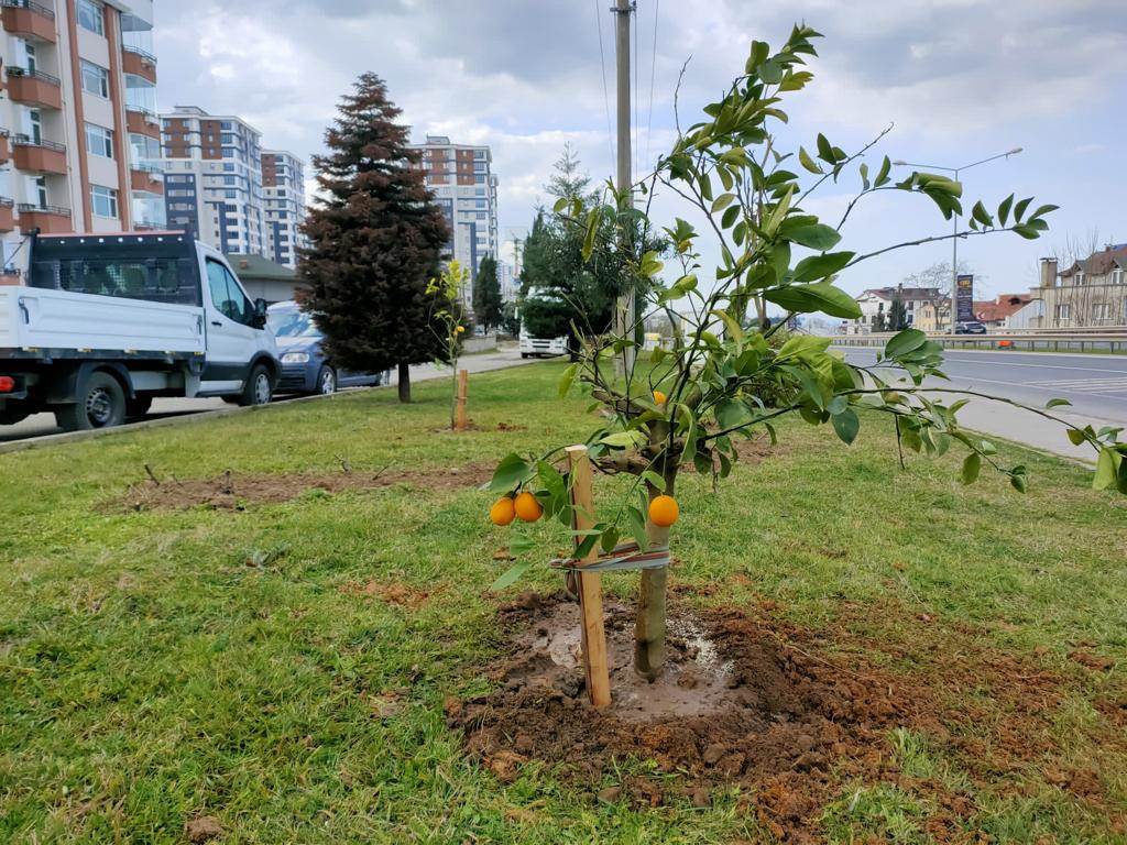 Ordu'nun Parkları Narenciye Bahçesine Dönüşüyor yesil2