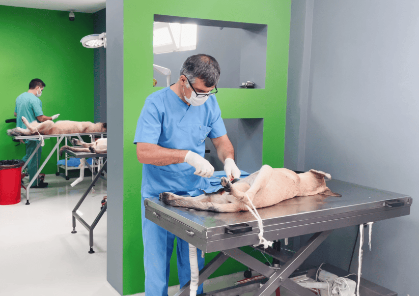 HAYVAN HASTANESİNDE 12 BİN 658 CAN YAŞAMA TUTUNDU hay1