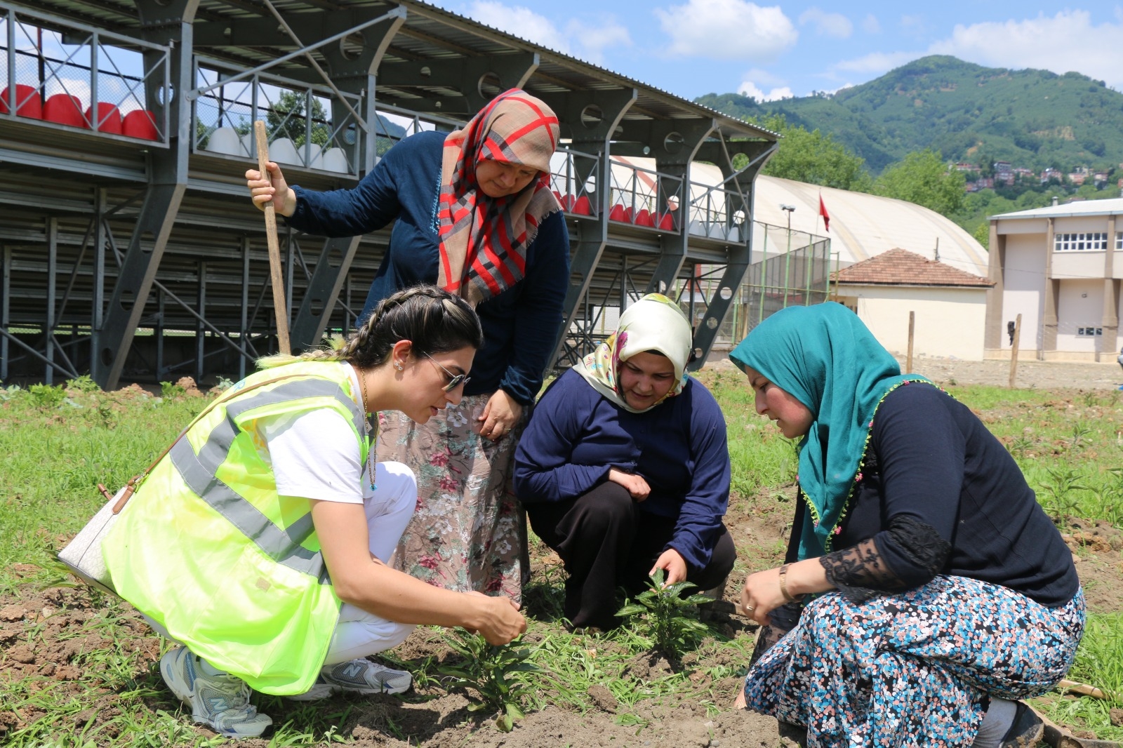 Son yıllarda oldukça popüler olan pepino meyvesinin Ordu’da da yaygınlaştırılması
