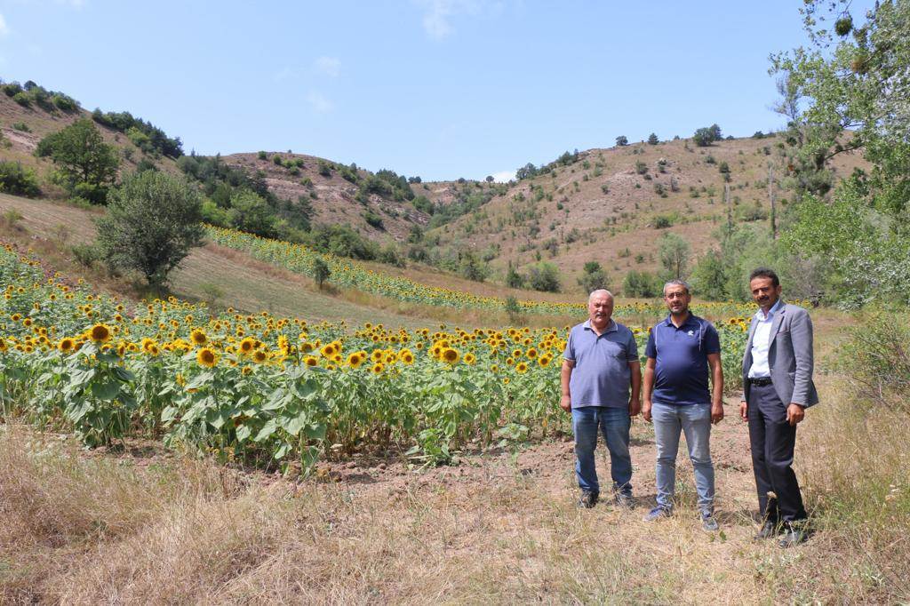 FINDIK DİYARI ORDU'DA AYÇİÇEĞİ ÜRETİLİYOR FIN 1