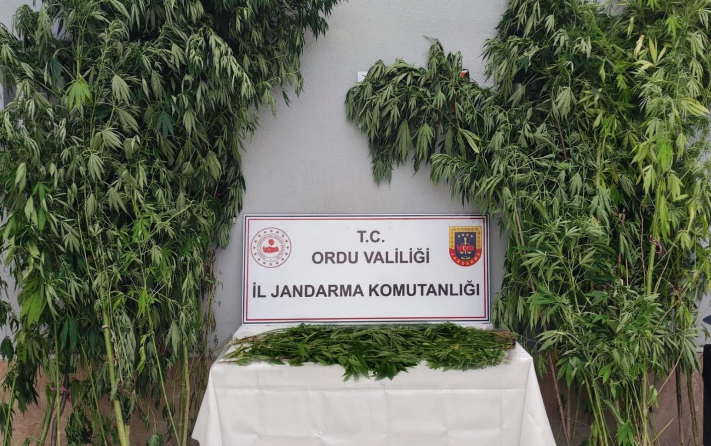 Ordu İl Jandarma Komutanlığınca uyuşturucu ile mücadele kapsamında yapılan istihbari