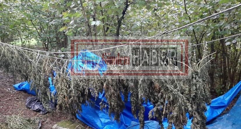 ÜNYE'DE 13 KİLO ESRAR MADDESİ YAKALANDI es