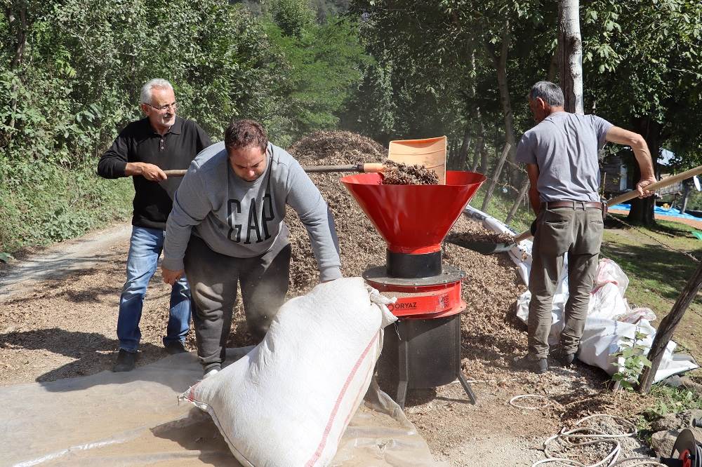 Türkiye’nin en fazla fındık üreten ili Ordu’da fındığın kapsülü de