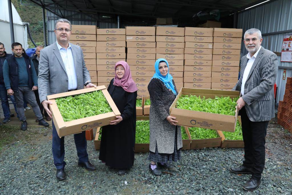 350 BİN MARUL FİDESİ ÜRETİCİLERE DAĞITILDI ma