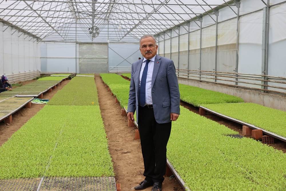 ORDU’NUN FİDELERİ BU SERALARDA ÜRETİLİYOR or 3
