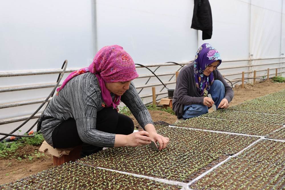 ORDU’NUN FİDELERİ BU SERALARDA ÜRETİLİYOR or1 3