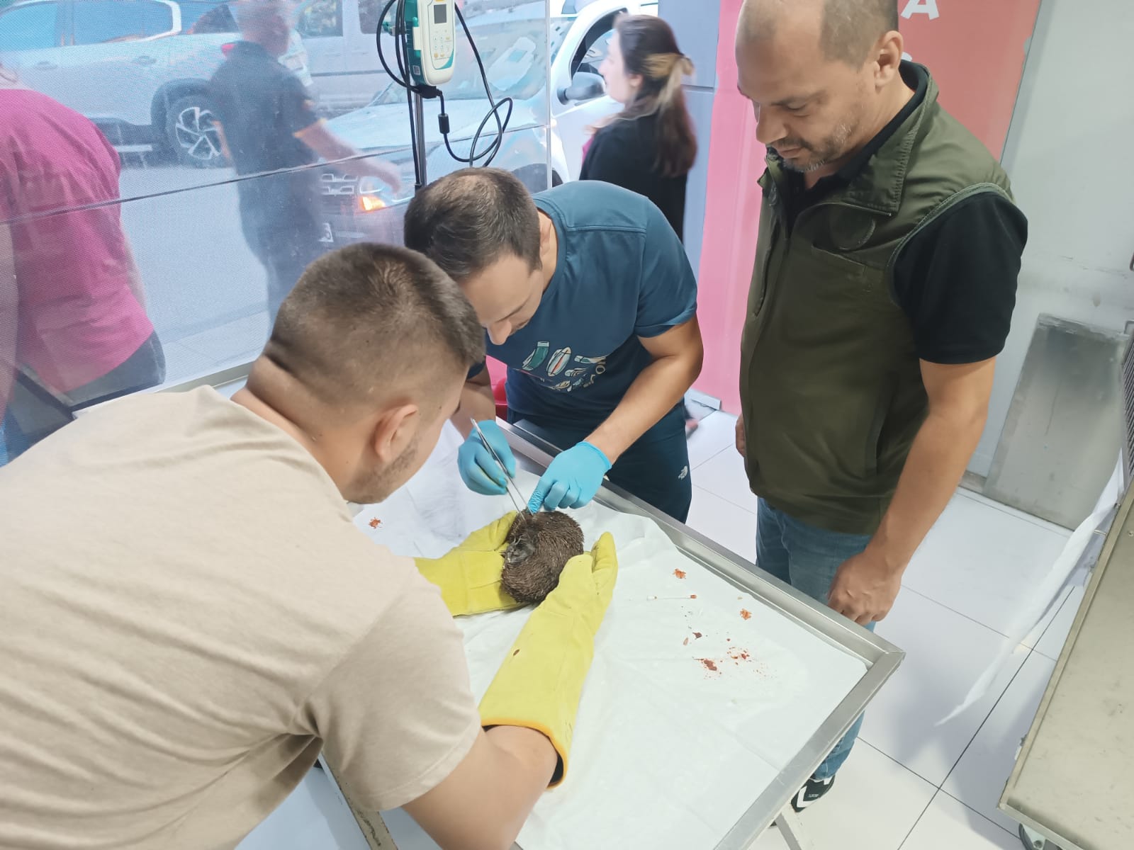 Ordu’da  bitkin ve yaralı bir şekilde bulunan Kirpi (Erinaceus)  tedavi