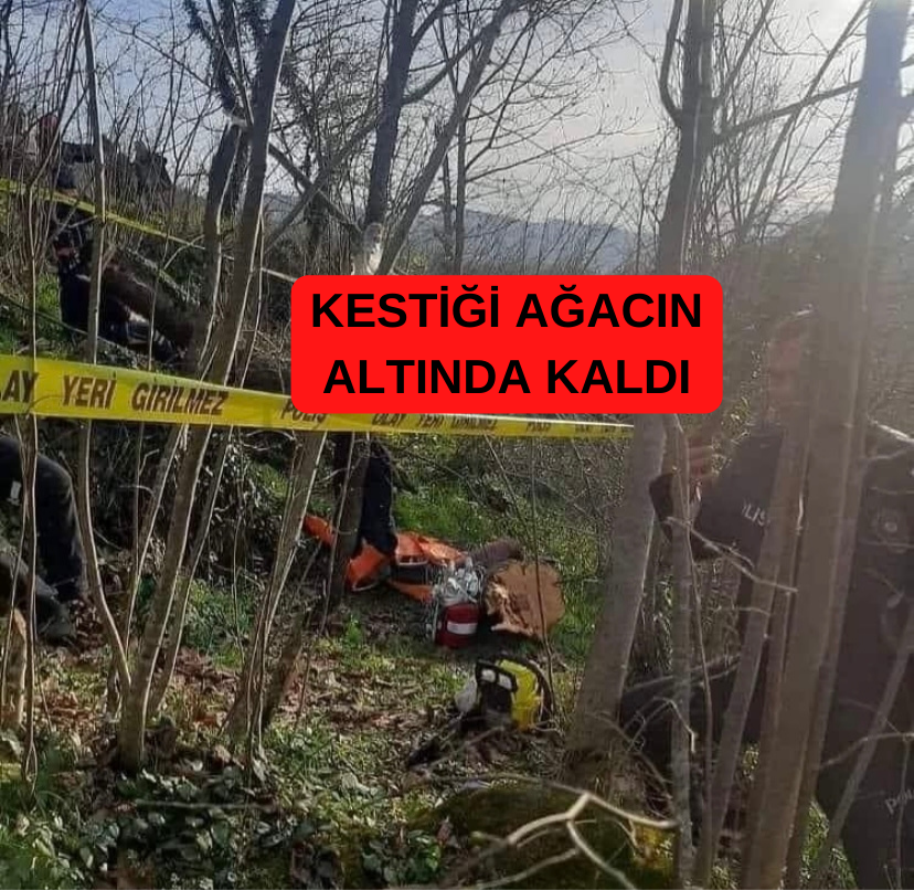 Ordu’nun Kabataş ilçesinde üzerine ağaç düşen Hasan Durmaz hayatını kaybetti.
