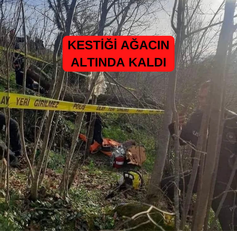 KESTİĞİ AĞACIN ALTINDA KALDI KESTIGI AGACIN ALTINDA KALDI