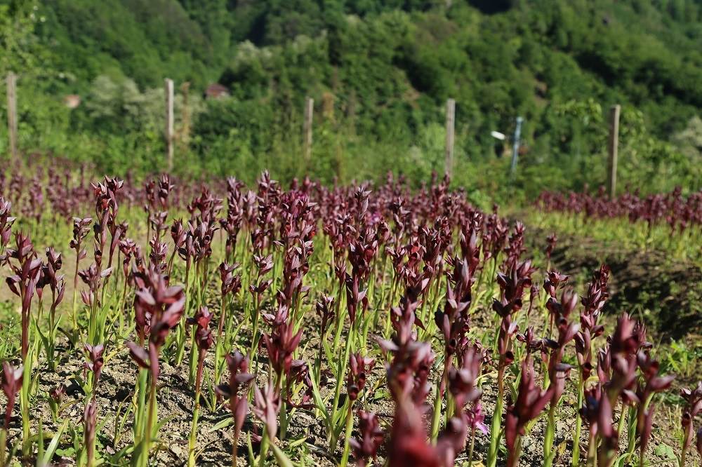 SALEP ÜRETİMİ ARTIYOR sa