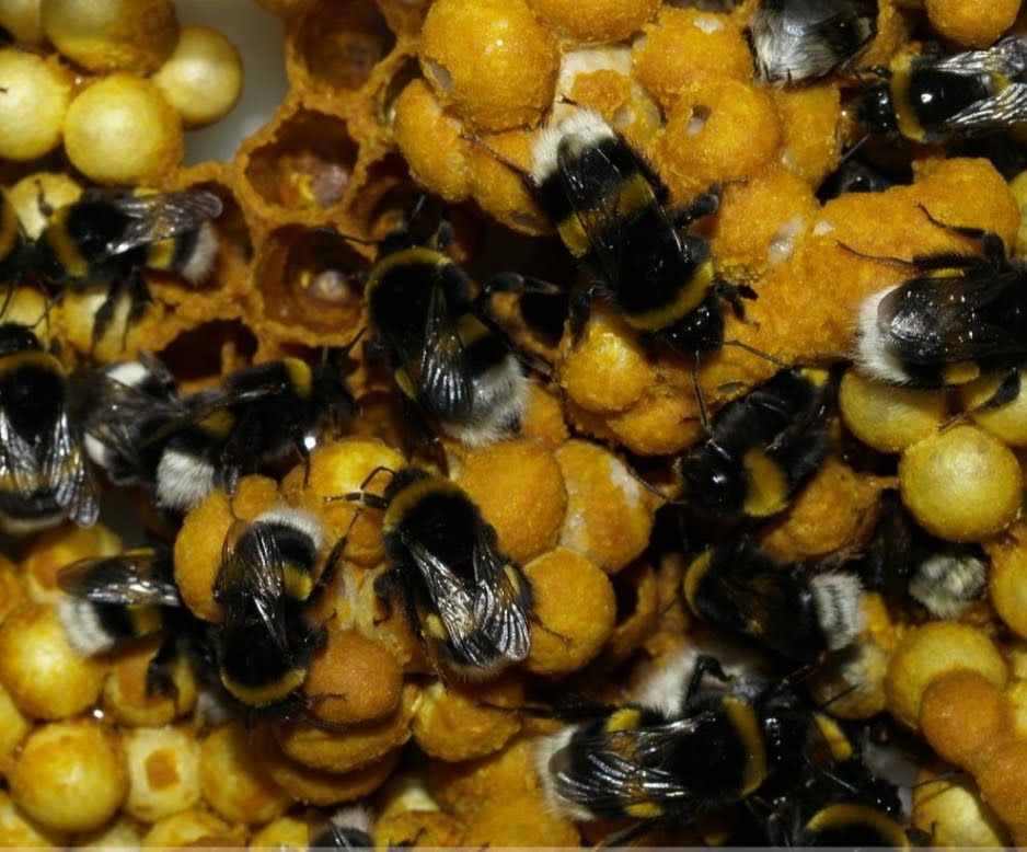 Bombus Arısı İle Seralarda Verim Artıyor V2