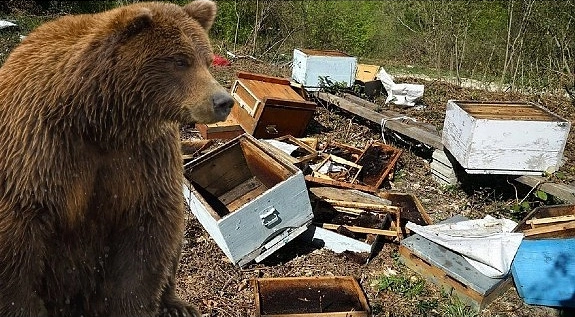 Ordu Gülyalı'da Ayı Arı Kovanlarını Parçaladı ayi kovan
