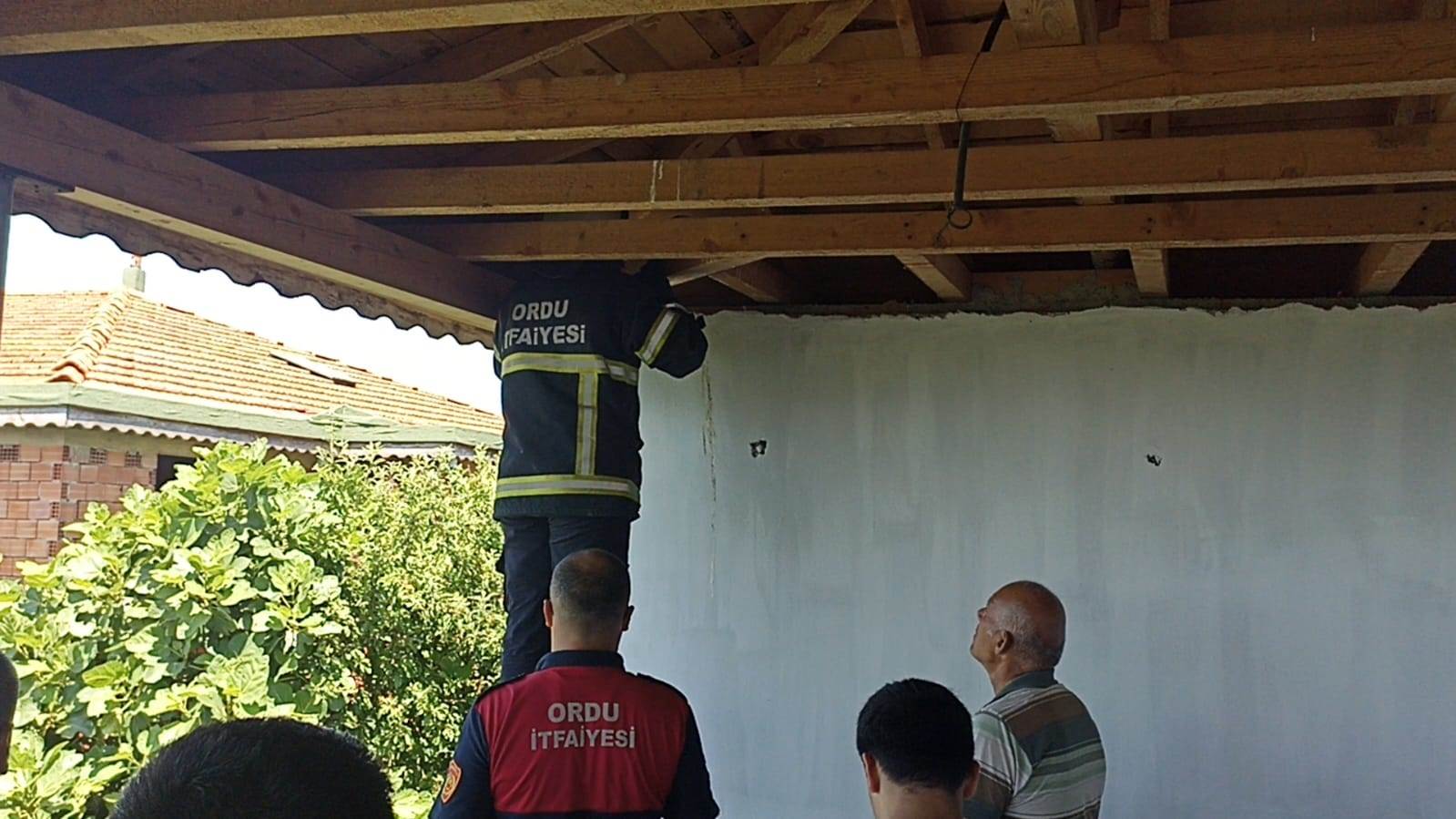 İTFAİYE EKİPLERİ YAVRU KEDİ VE BAYKUŞLAR İÇİN SEFERBER OLDU Ordu’da