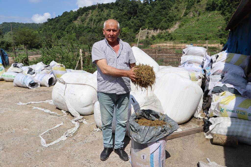 FINDIK BAHÇELERİ KABA YEM EKİM ALANINA DÖNÜŞTÜ fi2