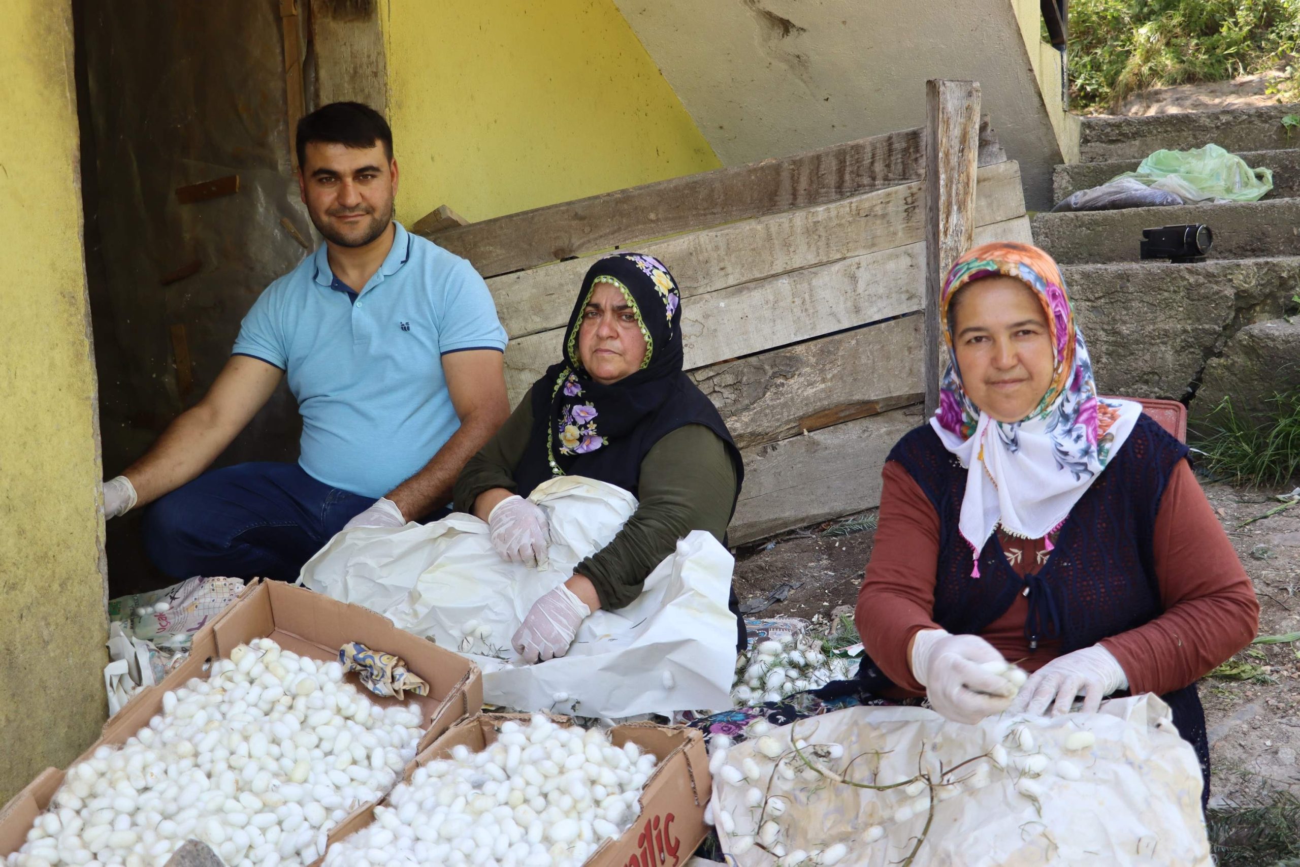 KİLOSU 400 TL 20 METREKARE ALANDA 40 KİLO ÜRETİLİYOR KİLOSU