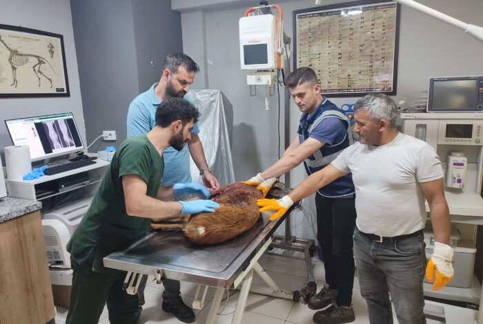 YARALI KARACA TEDAVİSİ YAPILDIKTAN SONRA KORUMA ALTINA ALINDI K