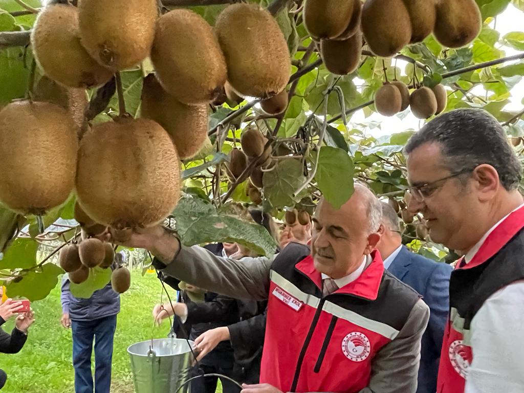 Ordu’da Kivi Hasatı Başladı ki1