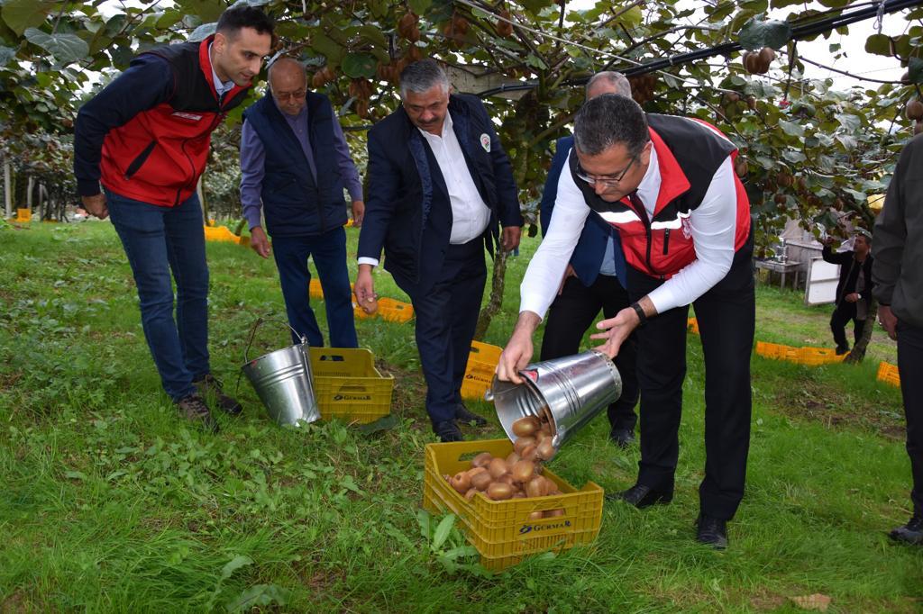 Ordu’da Kivi Hasatı Başladı ki2