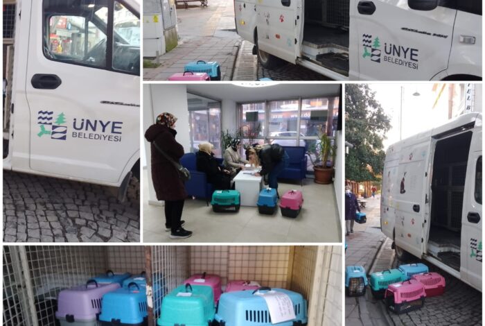 ÜNYE BELEDİYESİ’NDEN SOKAK KEDİLERİNE KISIRLAŞTIRMA DESTEĞİ a1 2