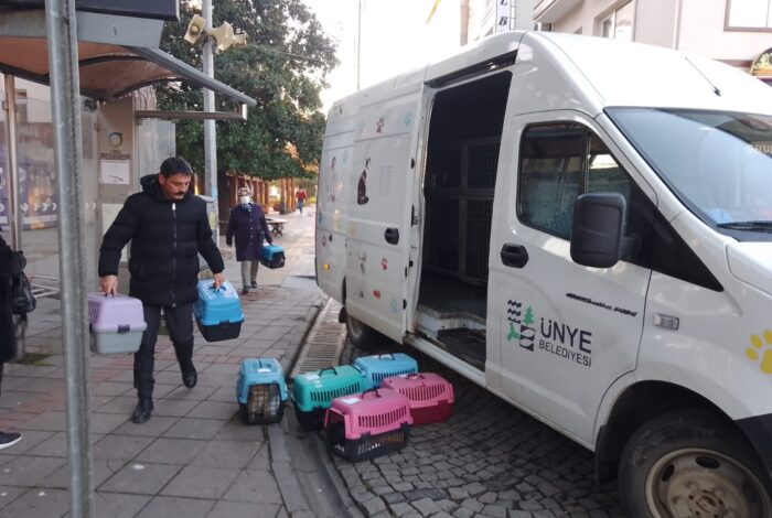 ÜNYE BELEDİYESİ’NDEN SOKAK KEDİLERİNE KISIRLAŞTIRMA DESTEĞİ a3 2
