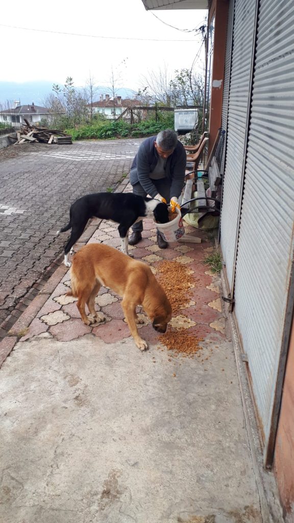 ÜNYE BELEDİYESİ’NDEN SOKAK HAYVANLARINA MAMA DESTEĞİ a4