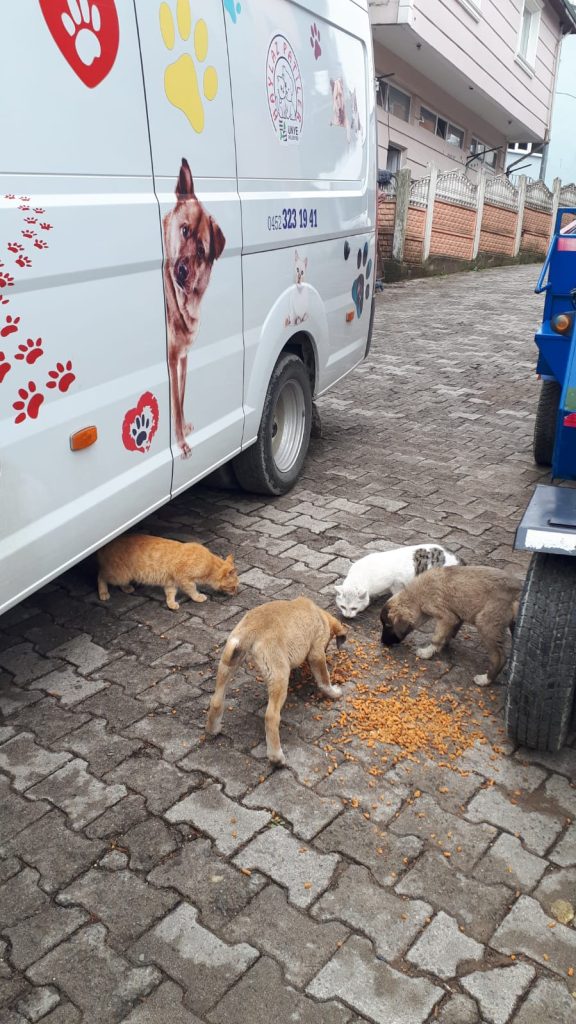 ÜNYE BELEDİYESİ’NDEN SOKAK HAYVANLARINA MAMA DESTEĞİ a7