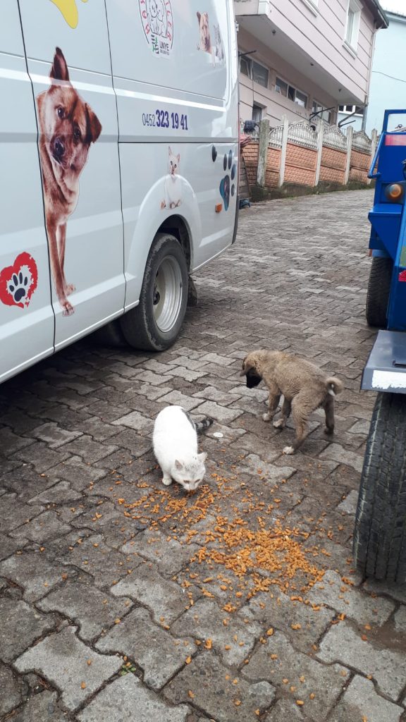 ÜNYE BELEDİYESİ’NDEN SOKAK HAYVANLARINA MAMA DESTEĞİ a9