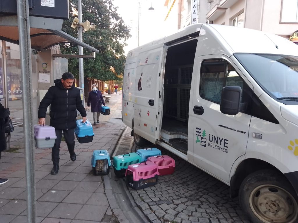 ÜNYE BELEDİYESİ’NDEN SOKAK KEDİLERİNE KISIRLAŞTIRMA DESTEĞİ s2 4