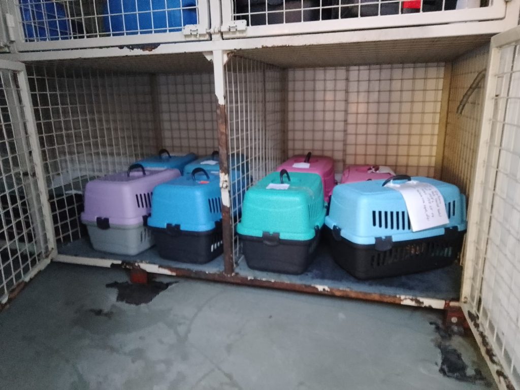 ÜNYE BELEDİYESİ’NDEN SOKAK KEDİLERİNE KISIRLAŞTIRMA DESTEĞİ s4 2