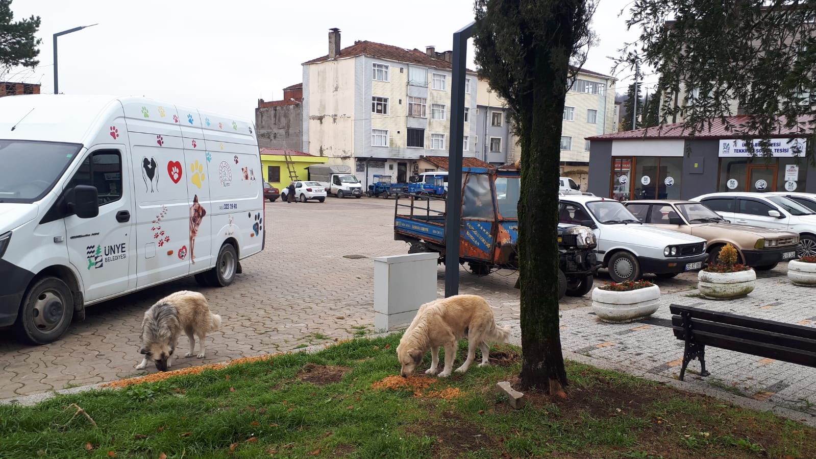 Ünye Belediyesi sokak hayvanlarının beslenme ve barınma ihtiyaçlarını yerinde çözmeye