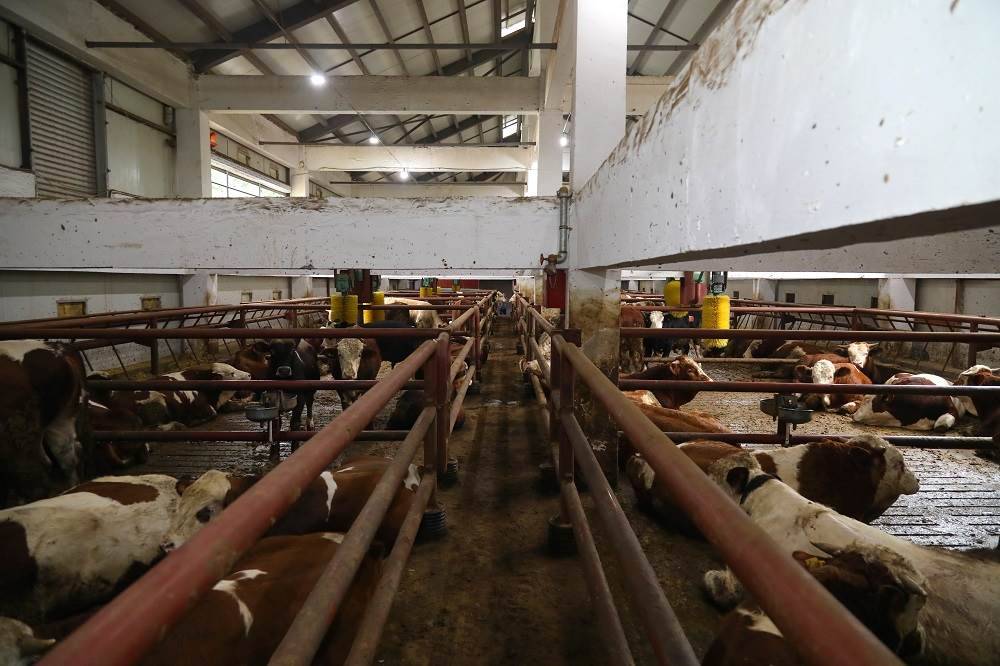 ORDU’DA TARIM VE HAYVANCILIKTA REFORM ta 1