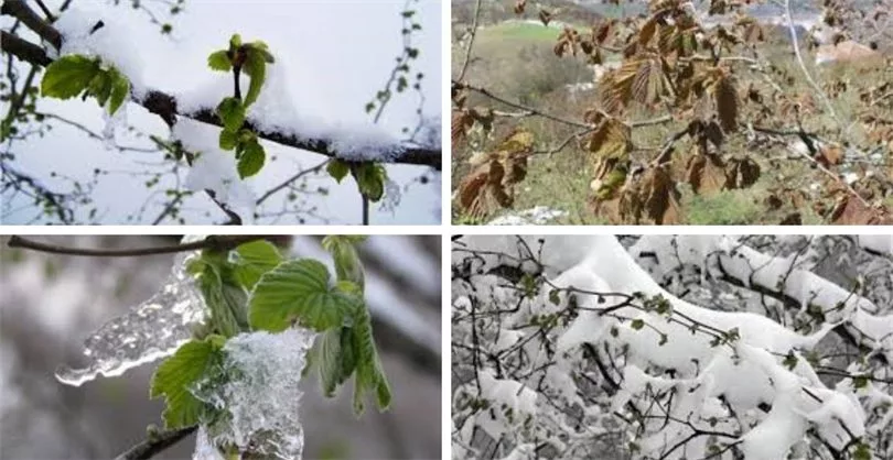 METEOROLOJİ'DEN ZİRAİ DON UYARISI ZZDDD jpg