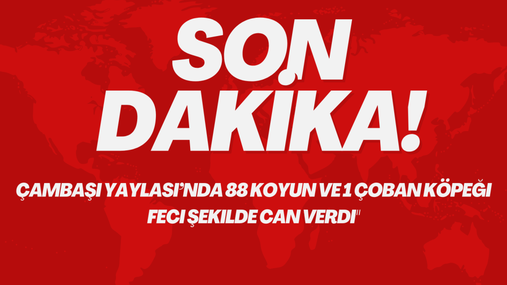 Çambaşı Yaylası’nda 88 Koyun ve 1 Çoban Köpeği Telef Oldu Kirmizi Modern Son Dakika Haber Manseti Twitter Gonderisi