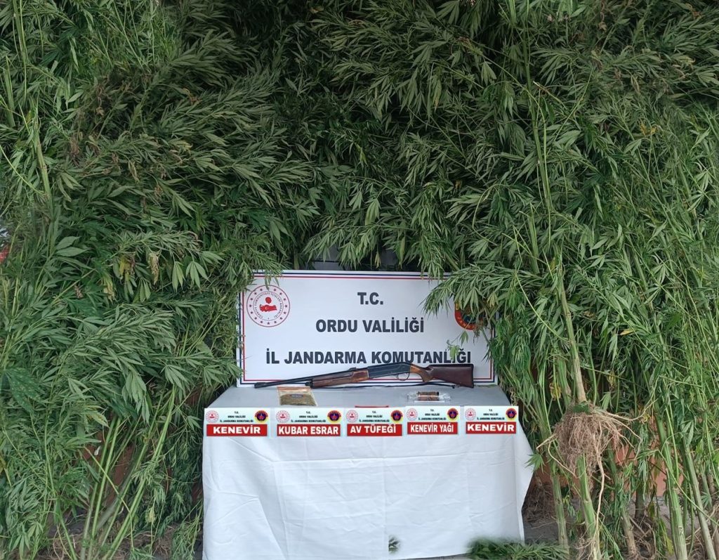 Ordu'da Uyuşturucu Operasyonu: 64 Kök Kenevir ve Ruhsatsız Silah Ele Geçirildi i