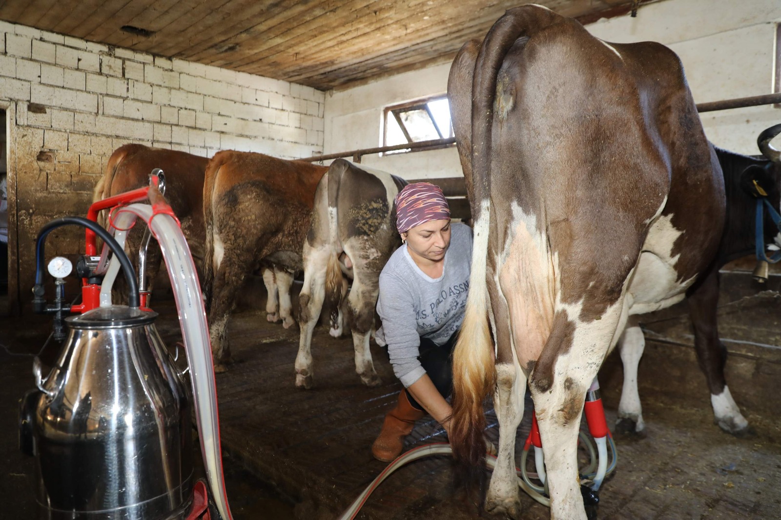 ÜRETEN ORDU’NUN ÜRETEN KADINI 1 İNEK İLE BAŞLADI 20’YE ULAŞTI