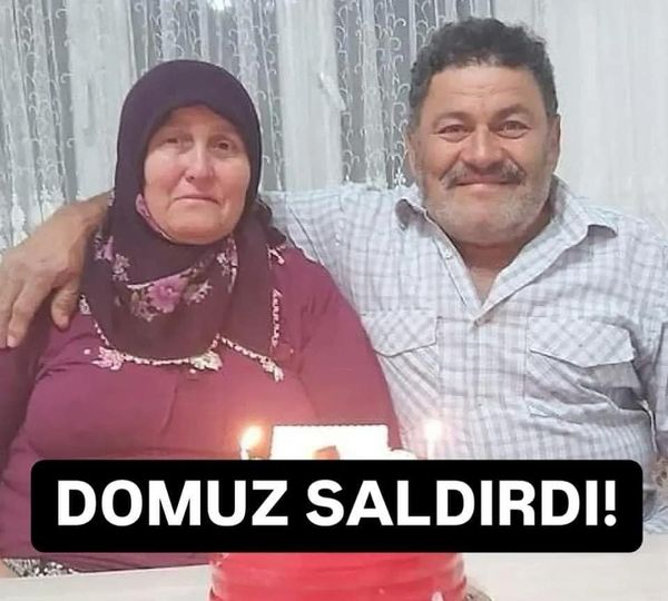 Ünye’de Bahçede Çalışan Karı Kocaya Yaban Domuzu Saldırdı: 1’i Ağır 2 Yaralı do
