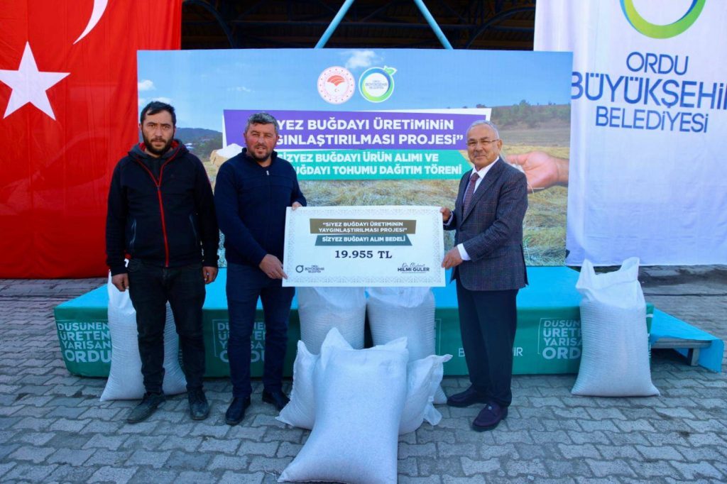 BÜYÜKŞEHİRİN SİYEZ BUĞDAYI ALIMLARI BAŞLADI IMG 4882