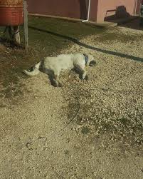 Elektrik Telinden Kopan Akım İki Köpeğin Ölümüne Neden Oldu kopek