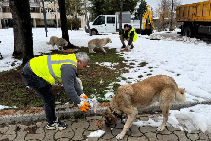 SOKAK HAYVANLARINA 13 AYDA 24 TON MAMA sok1
